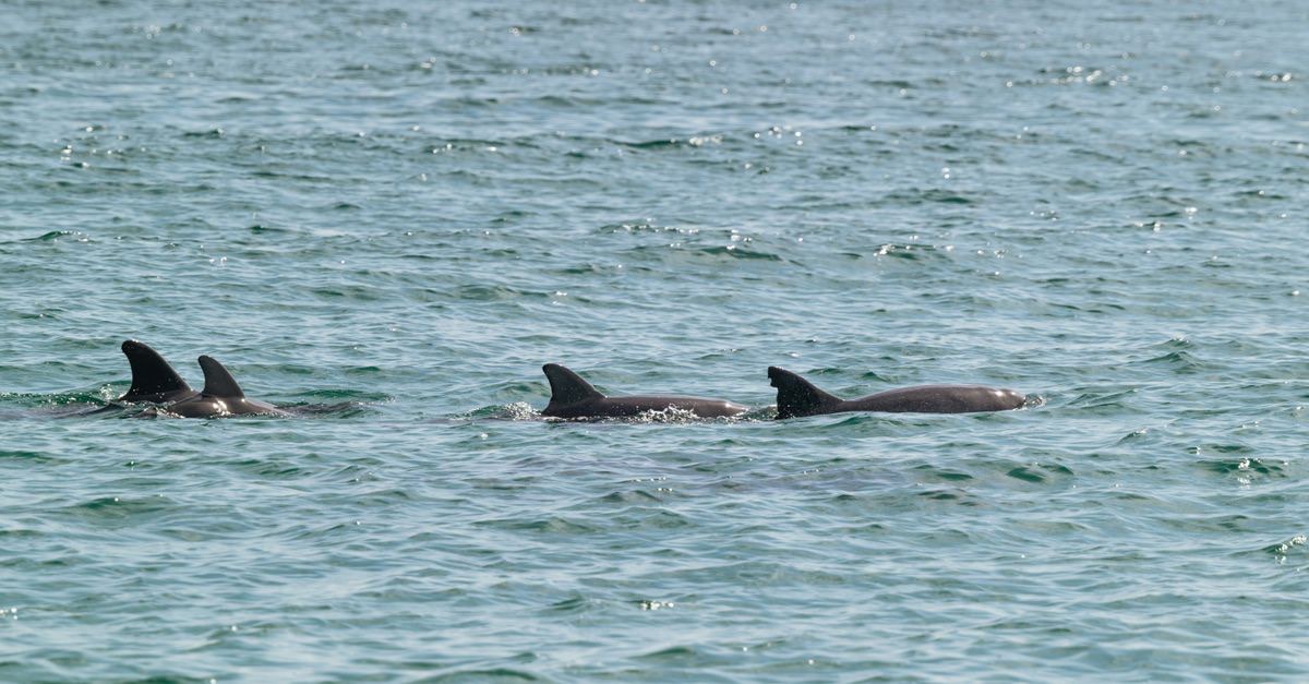Wild dolphins swimming in the open Atlantic off the Algarve coast